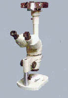 TE1L